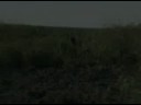 Boars of the Far North 2