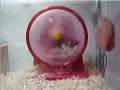 Hampster wheel goes wrong