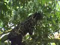 Clouded Leopard in Tree Clouded Leopard in Tree