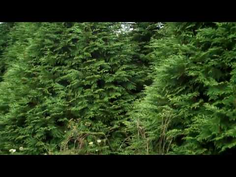 how to fertilize a cedar hedge