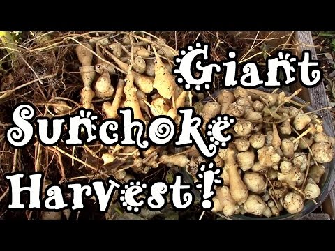 how to harvest sunchokes
