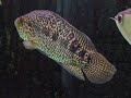 jag 13inch
