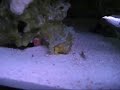 Here is the frogfish that i used to have a couple months ago. he randomly died one day. it was really weird. as you can see he is eating well...
