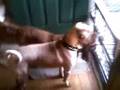 My Shar Pei Vs Fly Shooter