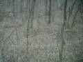 Tex's 08 Archery Deer Seaon Bow hunting Woodford County tree stand footage