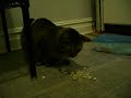 Justin Steals the cookies
