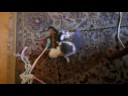 Mortal Kombat Kitties