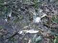 Yowie Evidence