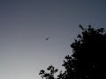 Baby Peace Hummingbird Baby Peace Hummingbird