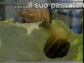 snail eating snail eating