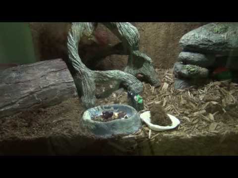 how to provide humidity for hermit crabs