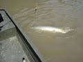 140 lbs Trinity Gator Gar