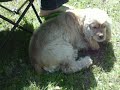 Monster Dog Monster Dog