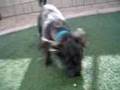 Dooglesworth - AAWL & SPCA __