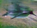Jurong Bird Park (Penguin Expedition)