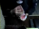 card trix