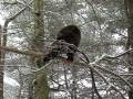 videos de Porcupine