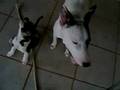 videos de Angus