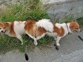 どっちがオス？離れられないオスとメス