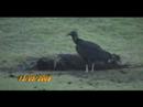 Aeroclube Salvador-sexo explícito,carníça,urubus e lixo.