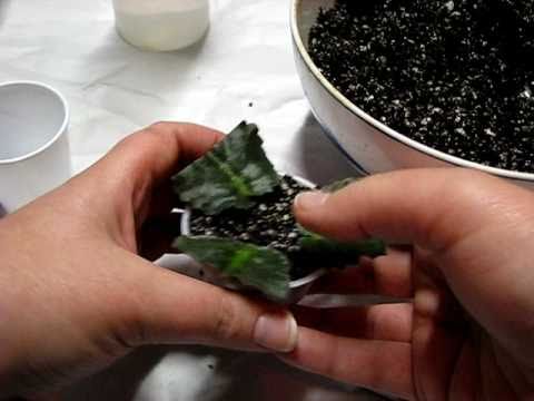 how to replant african violets