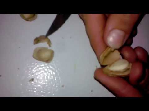 how to grow apricots from pit