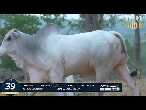 4� DE OLHO DA FAZENDA NELORE AKROS