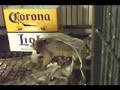 Robin carries newspaper in her tail