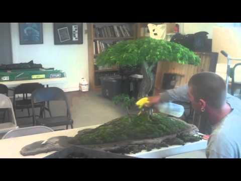 brazilian raintree - Getting our Brazilian RainTree Flattop ready for the BSF Convention June 2011 Process of mossing a tree.