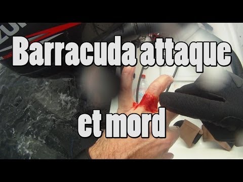 vidéos chasse sous marine hd - Vidéo d'un barracuda qui attaque et mord après avoir été tiré en chasse sous-marine. Vidéo de chasse sous-marine réalisée avec une caméra embarquée GoPro HD ...