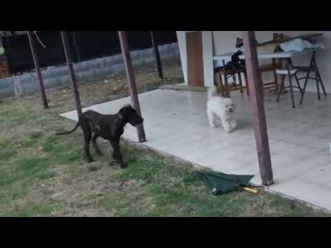 dogue allemand