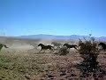 Running wild