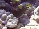 Kona Village Resort, Hawaii Island Vacations, videos