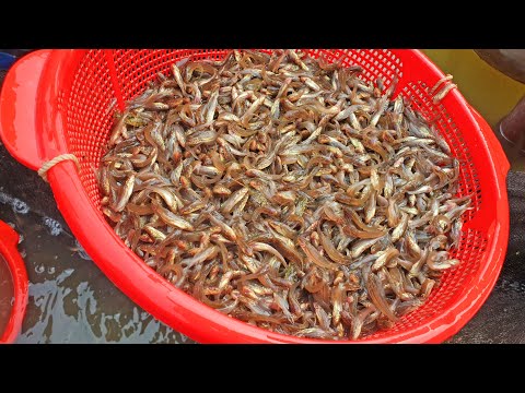 গুলশা মাছের পোনা  চাষ করুন  | Gulsha Fish Seeds Farming