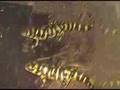 Barred Tiger Salamanders Feeding