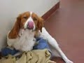 Dog having sex with his pillow.