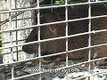 Rat control video