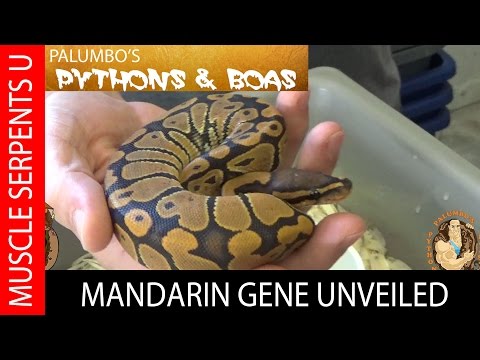 YouTube reptile video