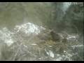 Bald eagle eaglets 4 27 2009 7 21 55 AM