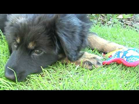 Puppy Trouble!