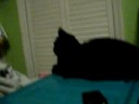 bri and carly messing with my cat