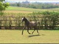 Lusitano filly for sale  COROADA HM