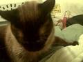 videos de Sdieshow Lewis gets an up close look at Rocco and Cho-Cho