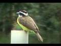 I well saw you - Bem te vi 2 - Great kiskadee
