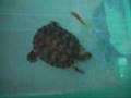 Turtle Eating Fish