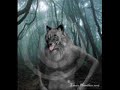 Werewovles and Lycanthrope