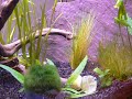 Pseudomugil furcatus