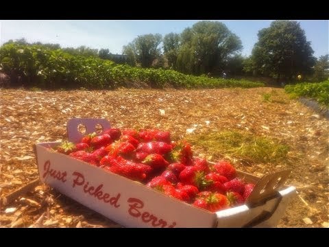 how to grow raspberries in nj