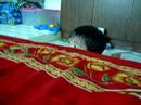 wayang king