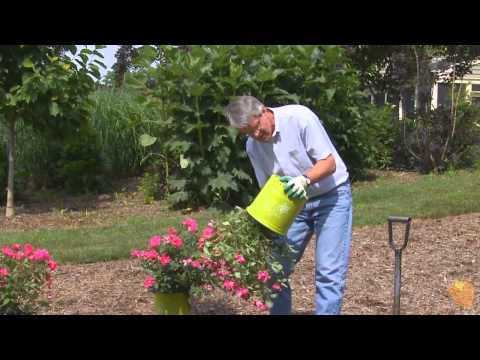 how to replant roses